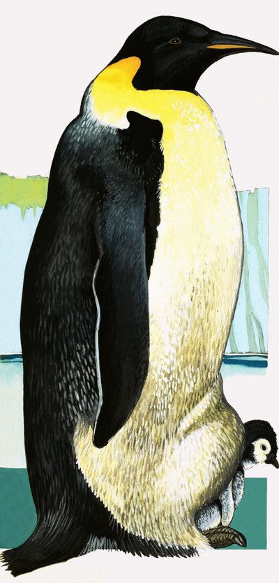 Pingüino rey de English School