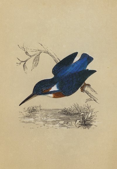 Kingfisher (litografía en color) de English School
