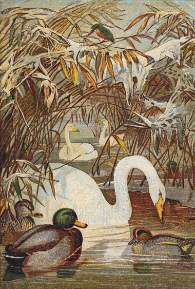 Martín pescador, patos y cisnes (litografía en color) de English School