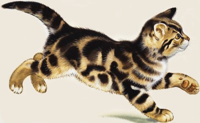 Gatito de English School