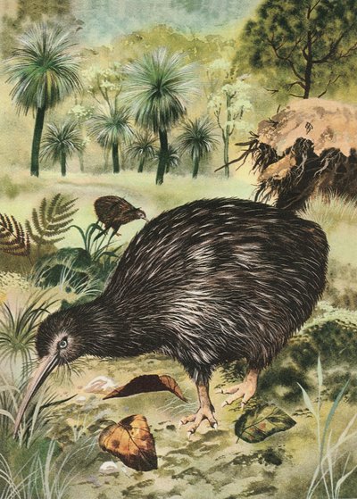 Pájaro Kiwi de English School