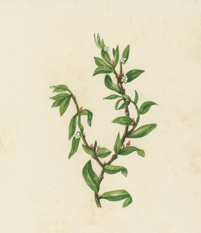 Polygonum Aviculare (litografía en color) de English School