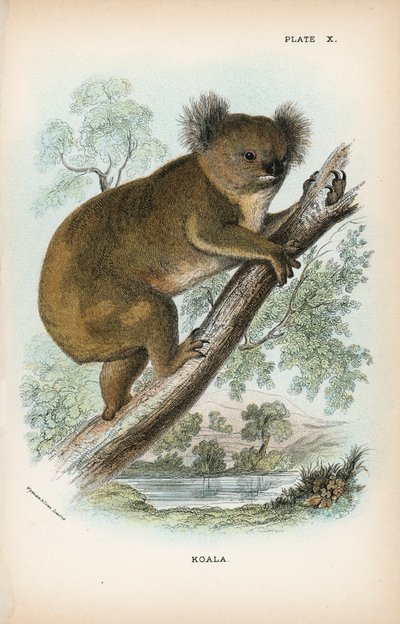 Koala de English School