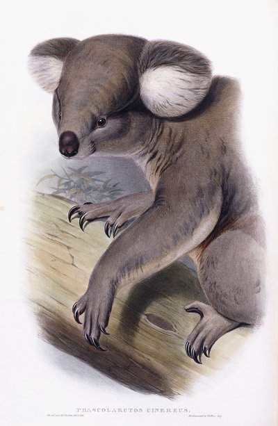 Koala - Phascolarctos cinereus, 1845-1863 de English School