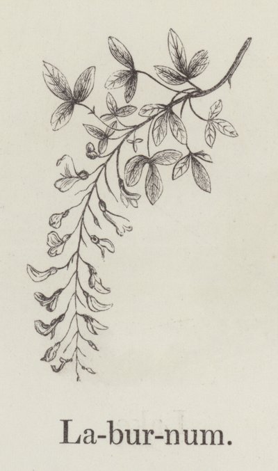 Laburnum (grabado) de English School