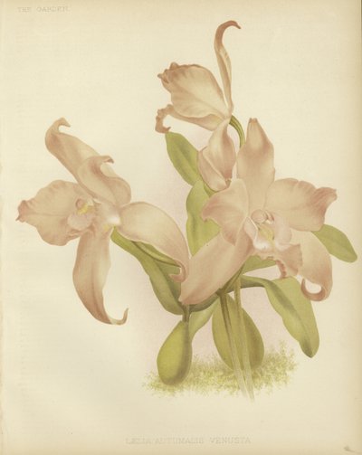 Laelia autumnalis venusta de English School