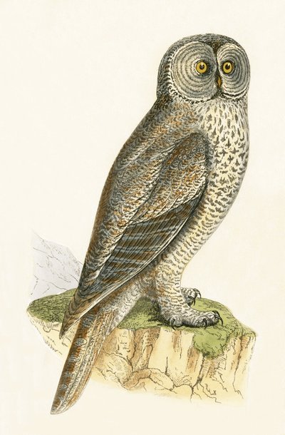 Búho Lapón, ilustración de 