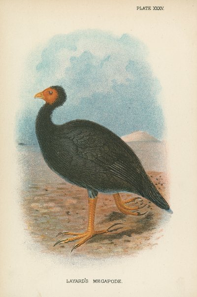 Megápodo de Layard de English School