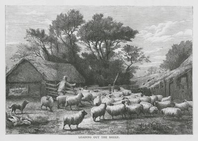 Guía de las ovejas (grabado) de English School