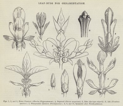 Brotes de hojas para ornamentación de English School