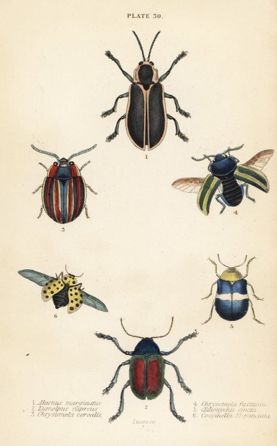 Escarabajos de hojas: Alurnus marginatus 1, Eumolpus curpreus 2, Chrysolina cerealis 3, escarabajo de hojas de ortiga muerta, Chrysolina fastuosa 4, Oedionychis cincta 5 y mariquita de 22 puntos Psyllobora vigintiduopunctata 6 de English School