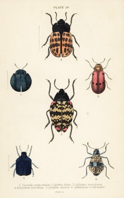 Escarabajos de hoja: Cyrtonota sexpustulata 1, Lachnaia hirta 2, Chlamys monstrosa 3, Doryphora tessellata 4, Erotylus histrio 5 y Spheniscus erotyloides 6 de English School