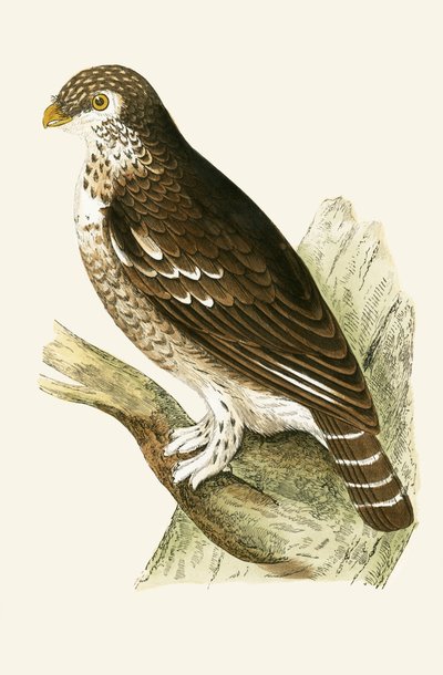 Búho gorrión europeo menor, ilustración de 