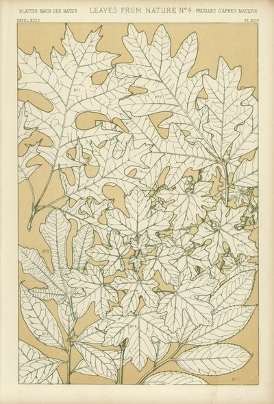 Hojas de la Naturaleza de English School