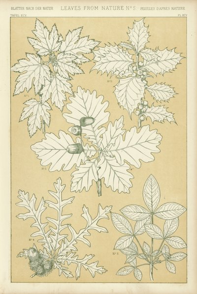 Hojas de la Naturaleza de English School