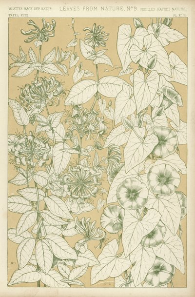 Hojas de la Naturaleza de English School