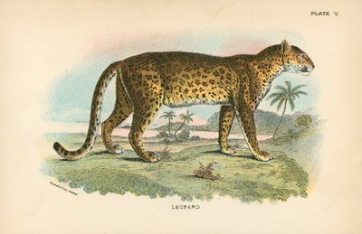 Leopardo de English School