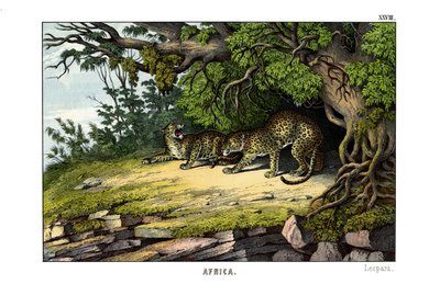 Leopardo de English School