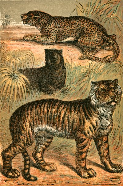 Leopardo, Pantera Negra y Tigre de English School