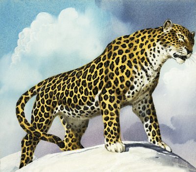Leopardo en la nieve de English School