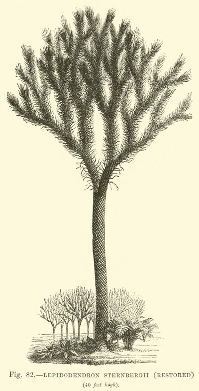 Lepidodendron Sternbergh, restaurado de English School