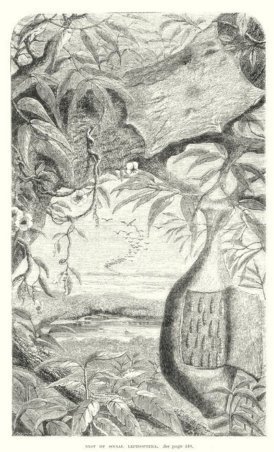 Insectos lepidópteros (grabado) de English School