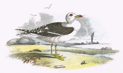 Gaviota sombría de English School