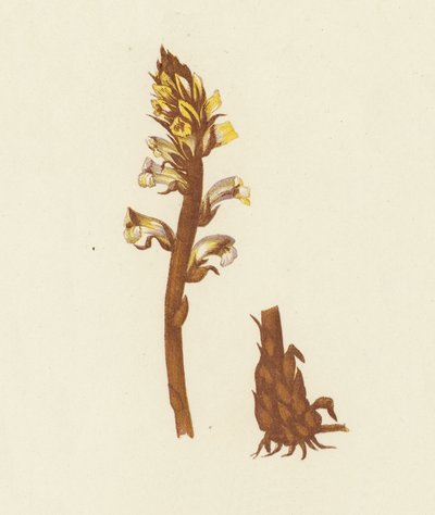 Orobanche Minor (litografía en color) de English School
