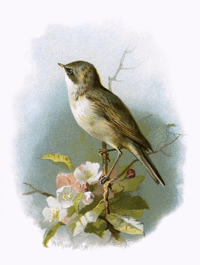 Curruca zarcerilla de English School