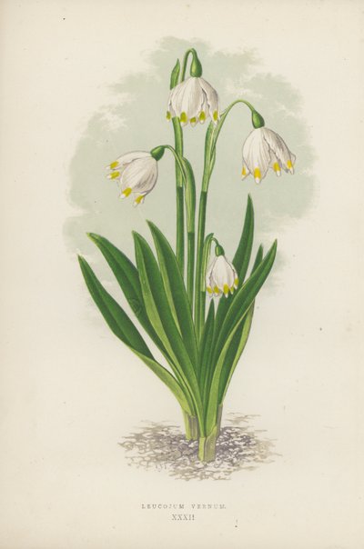 Leucojum Vernum de English School