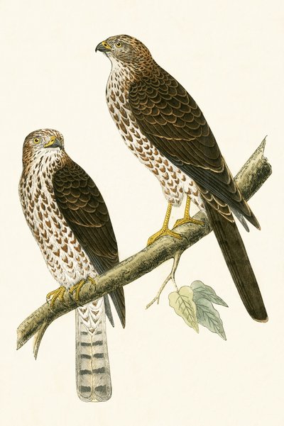 Halcón Esparvero Levantino, ilustración de 
