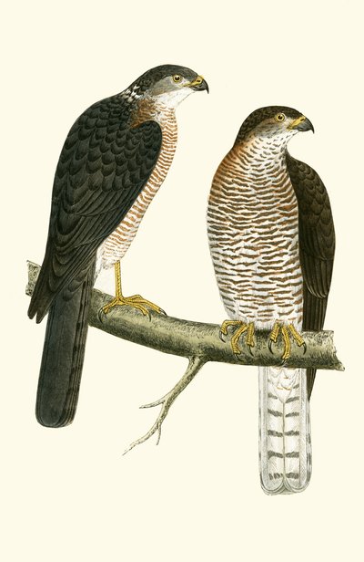 Gavilán levantino, ilustración de 