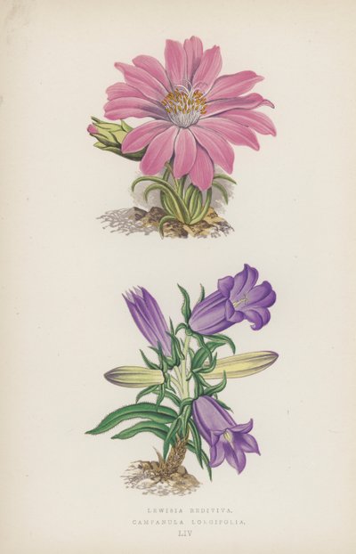 Lewisia Rediviva; Campanula Longifolia de English School