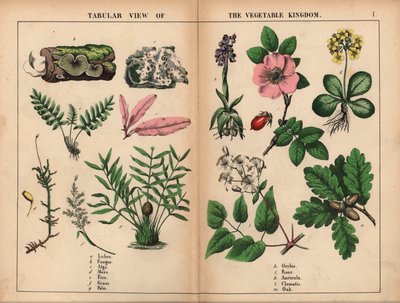 Líquenes, hongos, algas, musgos, helechos, hierbas, palmeras, orquídeas, rosas, aurículas, clemátides y robles.  , de "The Instructive Picturebook, or Lessons from the Vegetable World", [Charlotte Mary Yonge], Edimburgo de English School
