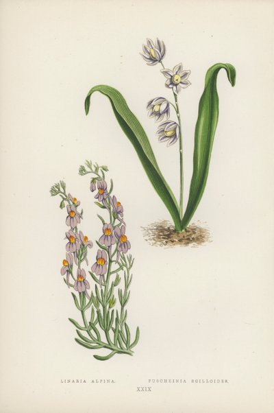 Linaria Alpina; Puschkinia Scilloides (litografía a color) de English School