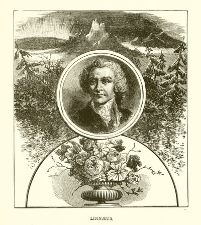Linnaeus de English School