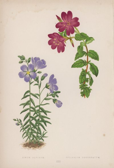 Linum Alpinum; Epilobium Obcordatum (litografía en color) de English School