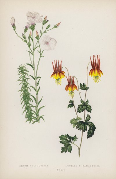 Linum Salsoloides; Aquilegia Canadensis de English School