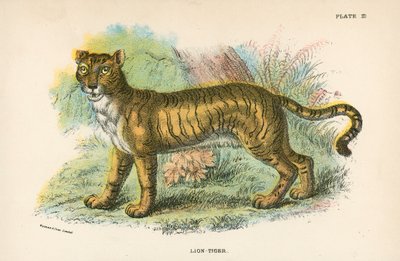 León-Tigre de English School