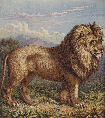 León (litografía en color) de English School