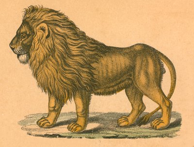 León de English School