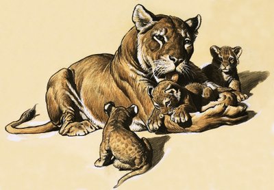 Cachorros de león de English School