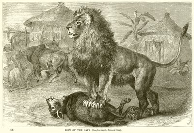 León del Cabo de English School