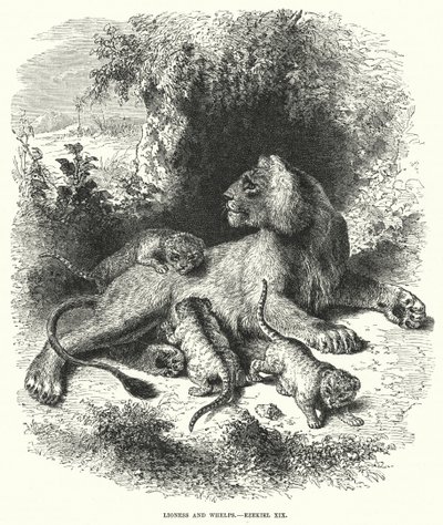 Leona y cachorros, Ezequiel XIX (grabado) de English School