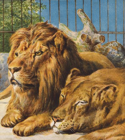 Leones (litografía en color) de English School