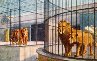 Leones y tigres en el zoológico de English School