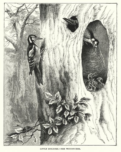 Pequeños constructores, El pájaro carpintero (grabado) de English School