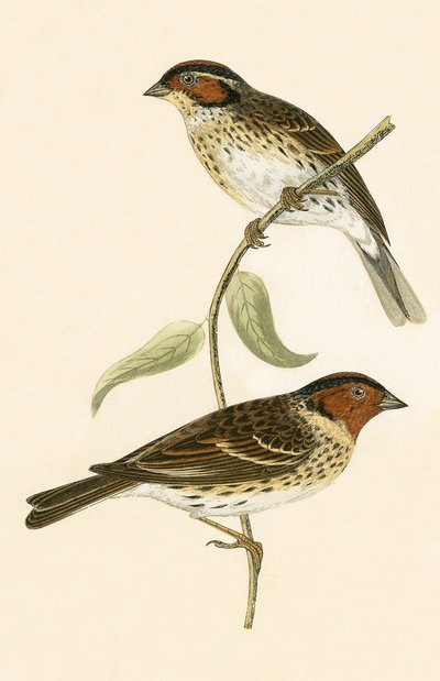 Escribano palustre, ilustración de 