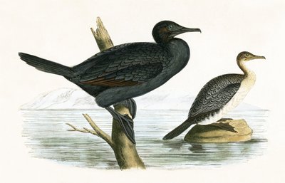 Cormorán pequeño, ilustración de 