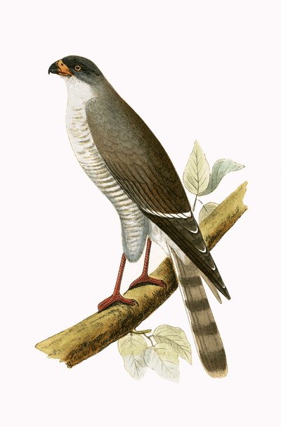 Pequeño halcón de pico rojo, ilustración de 